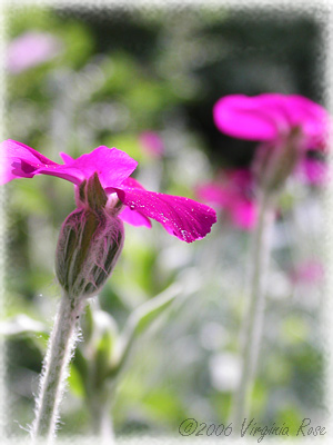 Lychnia coronaria 'Rose Campion'