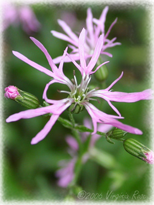 Lychnia flos-cuculi 'Ragged Robin'
