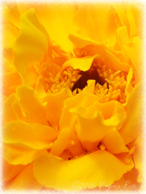 Tagetes sp. 'Crackerjack Marigold'