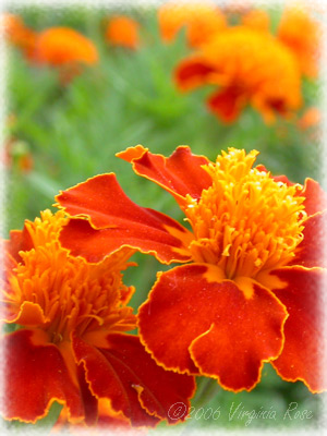 Tagetes patula 'Tiger Eyes'