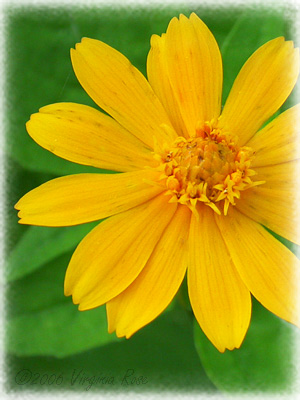 Melampodium paludosum